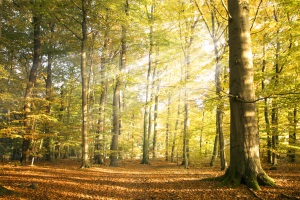 Chiedere l'autorizzazione per la trasformazione d’uso del bosco